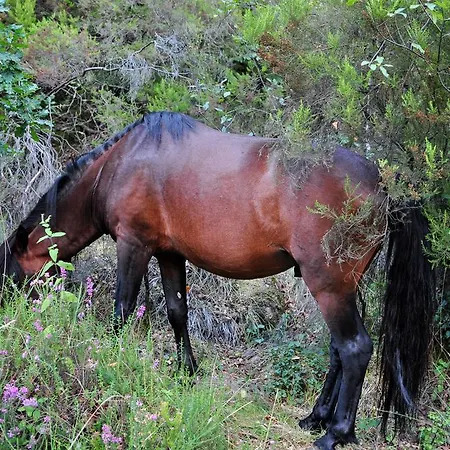 Geres Guest House Pensjonat Geres