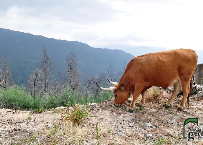 招待所 吉尔斯旅馆
